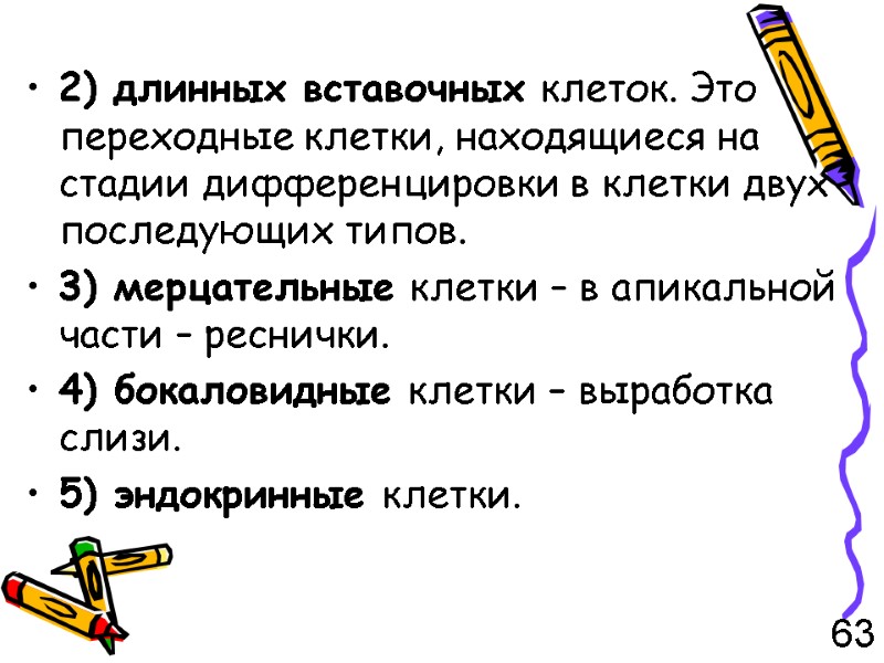 2) длинных вставочных клеток. Это переходные клетки, находящиеся на стадии дифференцировки в клетки двух